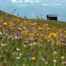 Biodiversità da scoprire sui prati alpini di Lungiarü