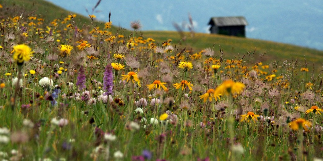 Biodiversità da scoprire sui prati alpini di Lungiarü