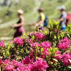 Le rose alpine sbocciano