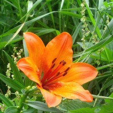 Giglio rosso