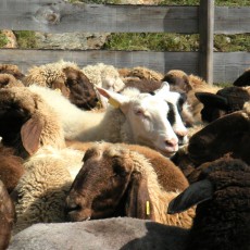 Le pecore sono la base dei prodotti Villgrater Natur