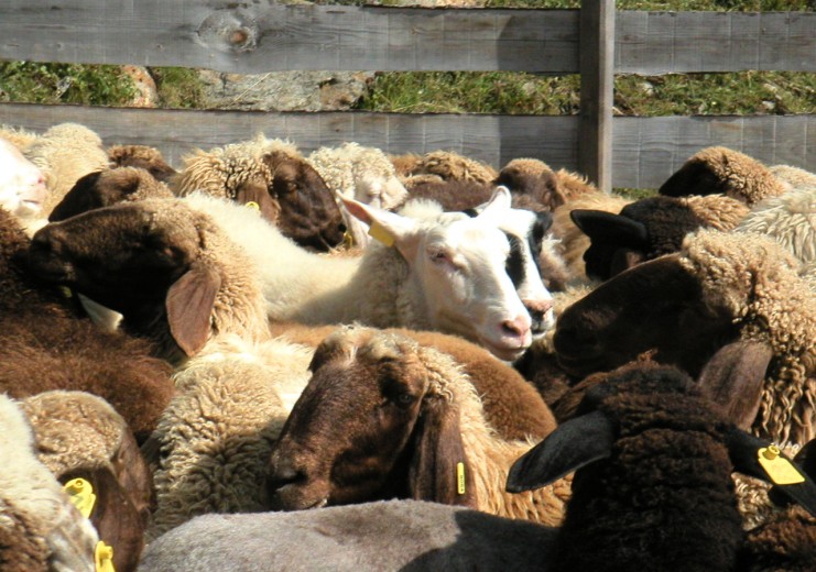 Le pecore sono la base dei prodotti Villgrater Natur